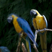 Macaws