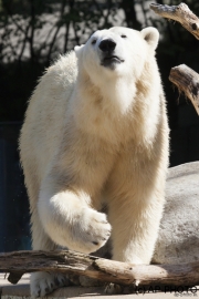 Polar bear