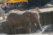Bathing elephant