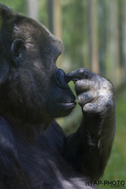 Gorilla