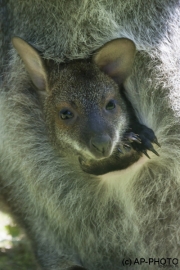 Bennetts Kangaroo