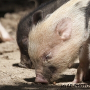 Micro pigs