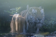 Siberian tiger