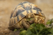 Egyptian tortoise