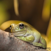 Australian green tree frog