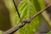 Stick insect