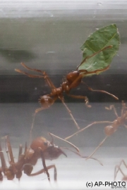 Leafcutter ant
