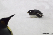 Gentoo on ice