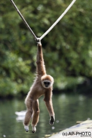Gibbons