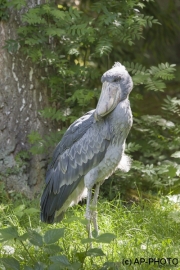 Shoebill