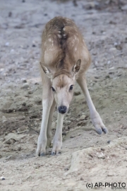 First steps, Père David's deer