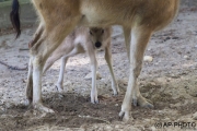First steps, Père David's deer