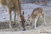 First steps, Père David's deer