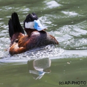 Ruddy duck
