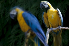 Macaws