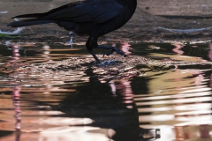 Raven