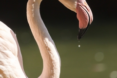 Flamingos