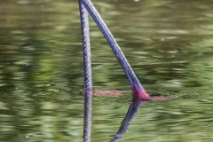 Flamingos