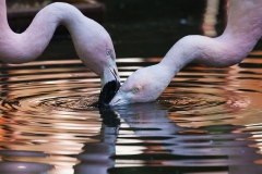 Flamingos