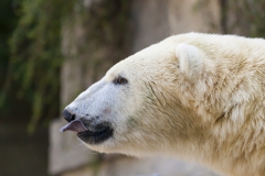 Polar bear
