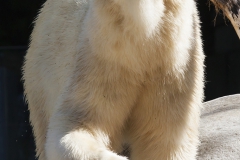 Polar bear