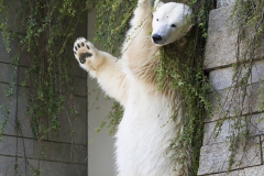 Polar bear