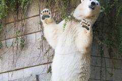 Polar bear