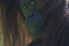 Orang-utan