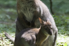 Bennetts Kangaroo