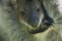 Bennetts Kangaroo