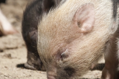 Micro pigs