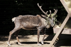Reindeer
