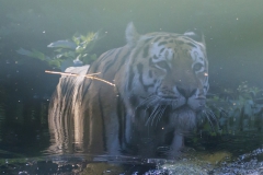 Siberian tiger
