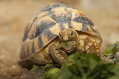 Egyptian tortoise