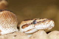 Royal python