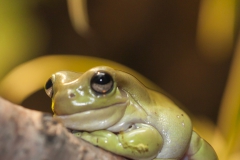 Australian green tree frog