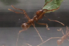 Leafcutter ant