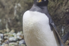 Gentoo with egg
