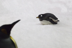 Gentoo on ice