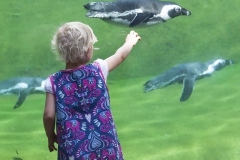 African penguins