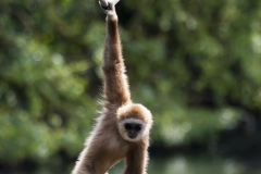 Gibbons