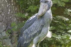 Shoebill