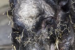 Pot-bellied pig