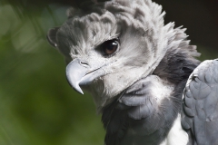 Harpy eagle