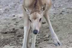 First steps, Père David's deer