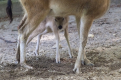 First steps, Père David's deer