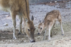 First steps, Père David's deer