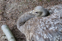 Greater rhea Rhea americana