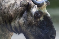 Takin