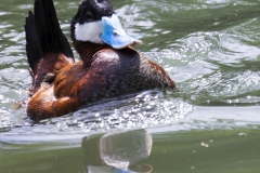 Ruddy duck